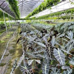 Alocasia Purply -Cheap Plantly Store 20230224 111221 rotated 1