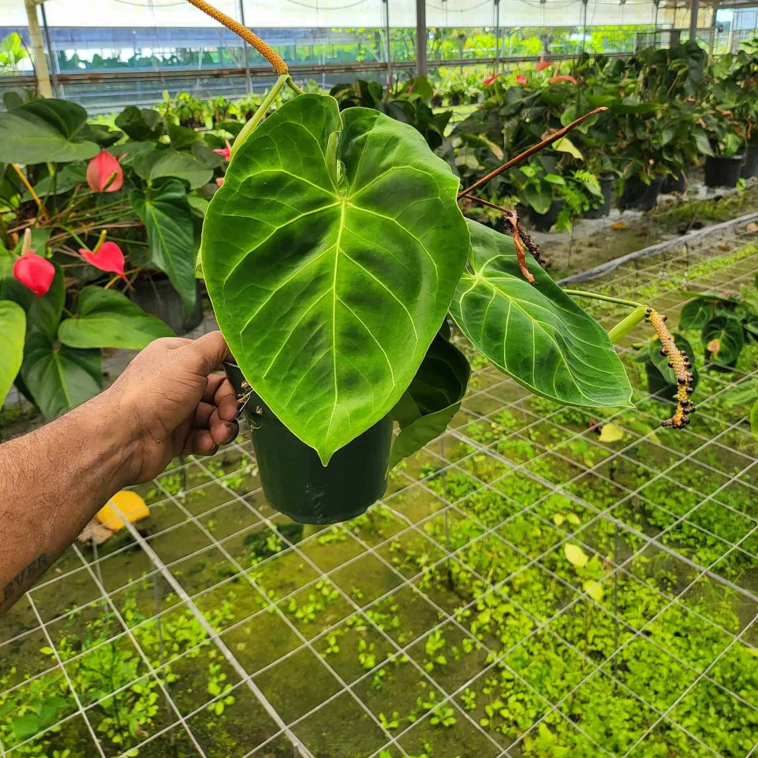 INDONESIAN ANTHURIUM (GROWERS CHOICE) 3 INDONESIAN ANTHURIUM (GROWERS CHOICE)