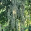Beautiful Fresh Florida Spanish Moss (Tillandsia Usneoides) In 1 Gallon Bags -Cheap Plantly Store 20230613 185714 rotated 1