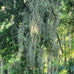 Beautiful Fresh Florida Spanish Moss (Tillandsia Usneoides) In 1 Gallon Bags -Cheap Plantly Store 20230613 185714 rotated 2