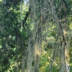 Beautiful Fresh Florida Spanish Moss (Tillandsia Usneoides) In 1 Gallon Bags -Cheap Plantly Store 20230613 185741 rotated 1