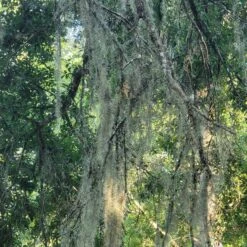 Beautiful Fresh Florida Spanish Moss (Tillandsia Usneoides) In 1 Gallon Bags -Cheap Plantly Store 20230613 185743 rotated 1