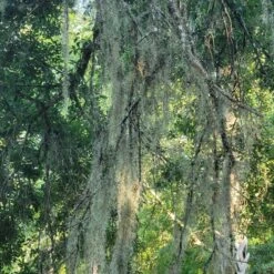 Beautiful Fresh Florida Spanish Moss (Tillandsia Usneoides) In 1 Gallon Bags -Cheap Plantly Store 20230613 185746 rotated 1