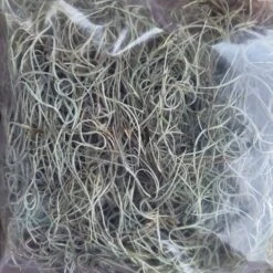 Beautiful Fresh Florida Spanish Moss (Tillandsia Usneoides) In 1 Gallon Bags -Cheap Plantly Store 20230613 185842 rotated 1