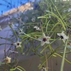 Hoya Retusa - LIVE 4" Potted Plant - Rare Plants - FREE SHIPPING -Cheap Plantly Store 20231107 135033 rotated 1