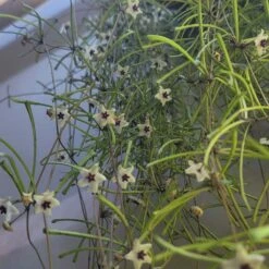 Hoya Retusa - LIVE 4" Potted Plant - Rare Plants - FREE SHIPPING -Cheap Plantly Store 20231107 135042 rotated 1