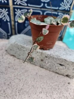 String Of Hearts Variegated -Cheap Plantly Store 20231111 094225 rotated 1