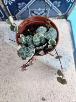 String Of Hearts Variegated -Cheap Plantly Store 20231111 094229 rotated 1