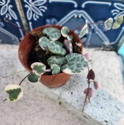 String Of Hearts Variegated -Cheap Plantly Store 20231111 094248