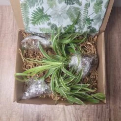 LIVE Cuttings Box - Pothos - Hoya - Philodendron - Spider - Cutting Mystery Box - FREE SHIPPING 12 LIVE Cuttings Box - Pothos - Hoya - Philodendron - Spider - Cutting Mystery Box - FREE SHIPPING -Cheap Plantly Store 20231112 163107 rotated 1