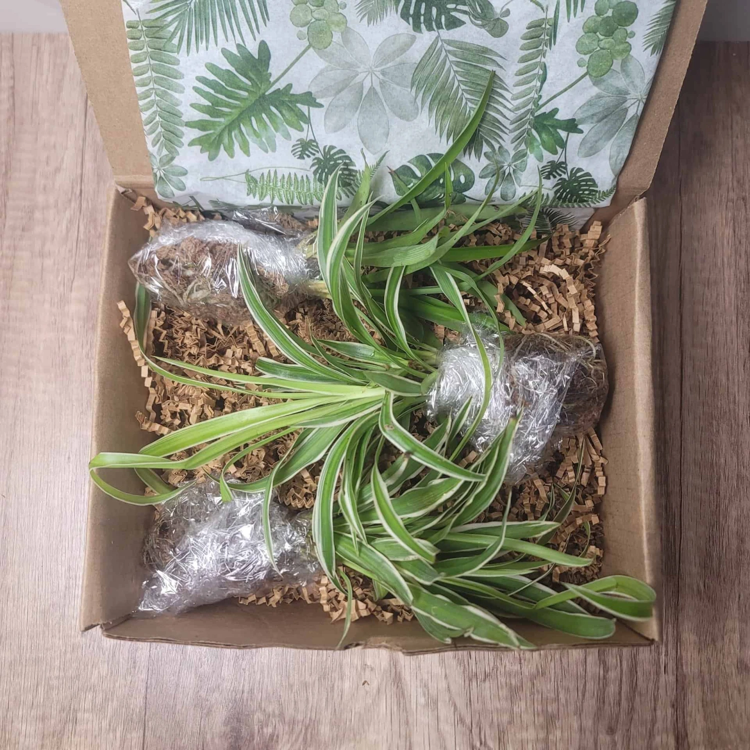 LIVE Cuttings Box - Pothos - Hoya - Philodendron - Spider - Cutting Mystery Box - FREE SHIPPING 4 LIVE Cuttings Box - Pothos - Hoya - Philodendron - Spider - Cutting Mystery Box - FREE SHIPPING - Image 2