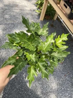 Philodendron Selloum Little Hope 6" Pot Live Plant -Cheap Plantly Store 20BBA3E0 172F 4E75 A880 34B3E4167D06 1 105 c