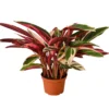 Stromanthe Triostar | Exotic Houseplant -Cheap Plantly Store 2182beaf 73d2 5b5f b18b 2e6567f4cfed 902x902