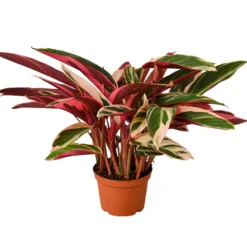 Stromanthe Triostar | Exotic Houseplant