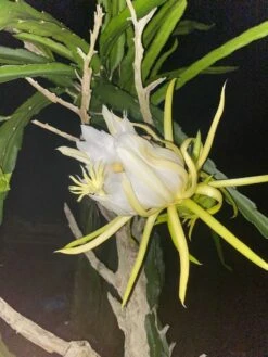 Red Dragon Fruit Fresh Cuttings - 2 Per Order -Cheap Plantly Store 219F9205 3333 487A B1CA 36F96B299644 rotated 2