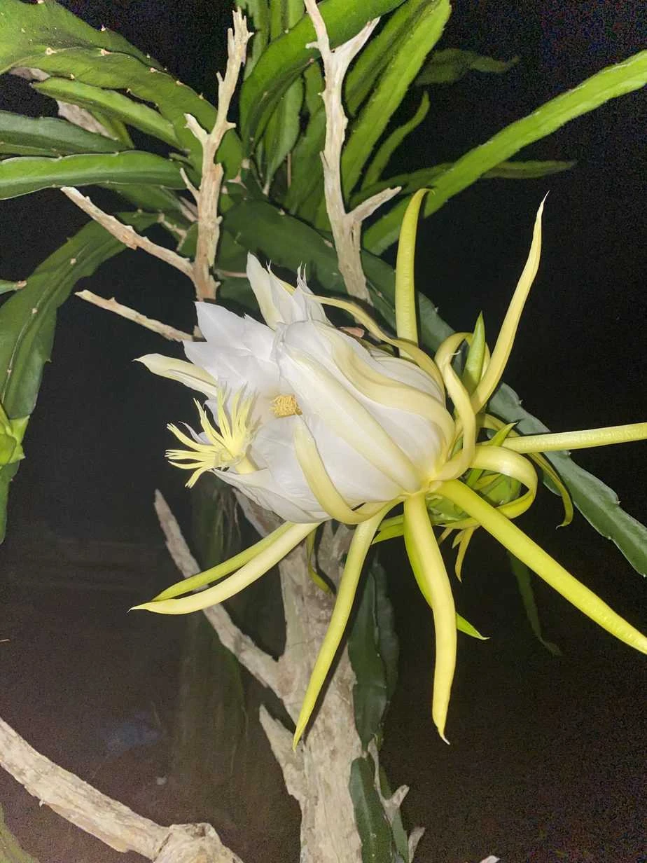 Red Dragon Fruit In Pot 3 Red Dragon Fruit In Pot