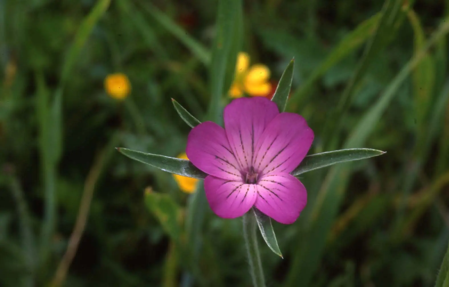 Cheap Plantly Store -Cheap Plantly Store 2252