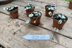 String Of Hearts Ceropegia Woodii Green 2" Pot Live Plant -Cheap Plantly Store 2259890B CB93 4D42 B4BF D9C24E49052C 1 201 a