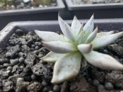 Ungelica “Devils Claw” -Cheap Plantly Store 22E8968E 2CC8 48ED B0AA D539DD5C8990