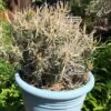 Cactus- Tephrocactus Articulatus Var. Papyrocanthus -Cheap Plantly Store 237350814 10221218227224932 6726645751948847156 n