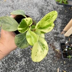 Peperomia Marble 4 Inch Pot Live Plant 16 Peperomia Marble 4 Inch Pot Live Plant -Cheap Plantly Store 24F8734F 3D9D 406B A91C 85AEFBB5BB37 1 201 a