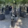 Red Grapefruit Graft Tree 3 Feet Tall. Free Shipping -Cheap Plantly Store 25030017 EDF7 4464 A07B EEBB6117DBAA rotated 1