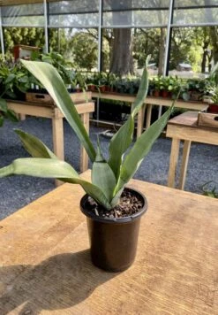 Sansevieria Or Snake Plant Moonshine 4” Pot Live Plant -Cheap Plantly Store 2521D88F 44A5 4D69 A348 EF4D9DDFC963 1 201 a