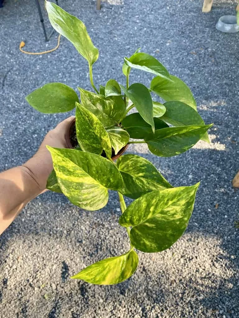 Pothos Or Devil's Ivy Golden Or Hawaiian? 4 Inch Pot Live Plant 12 Pothos Or Devil's Ivy Golden Or Hawaiian? 4 Inch Pot Live Plant - Image 10
