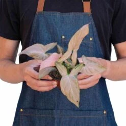 Vibrant Syngonium 'Pink Splash' - Stunning Variegated Arrowhead Plant For Indoor Decor | 4-inch Pot -Cheap Plantly Store 27