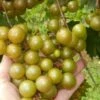 Carlos Scuppernong Muscadine Grape Vine. Harvesting Next Year. -Cheap Plantly Store 27.10.2023 10.30.25 REC