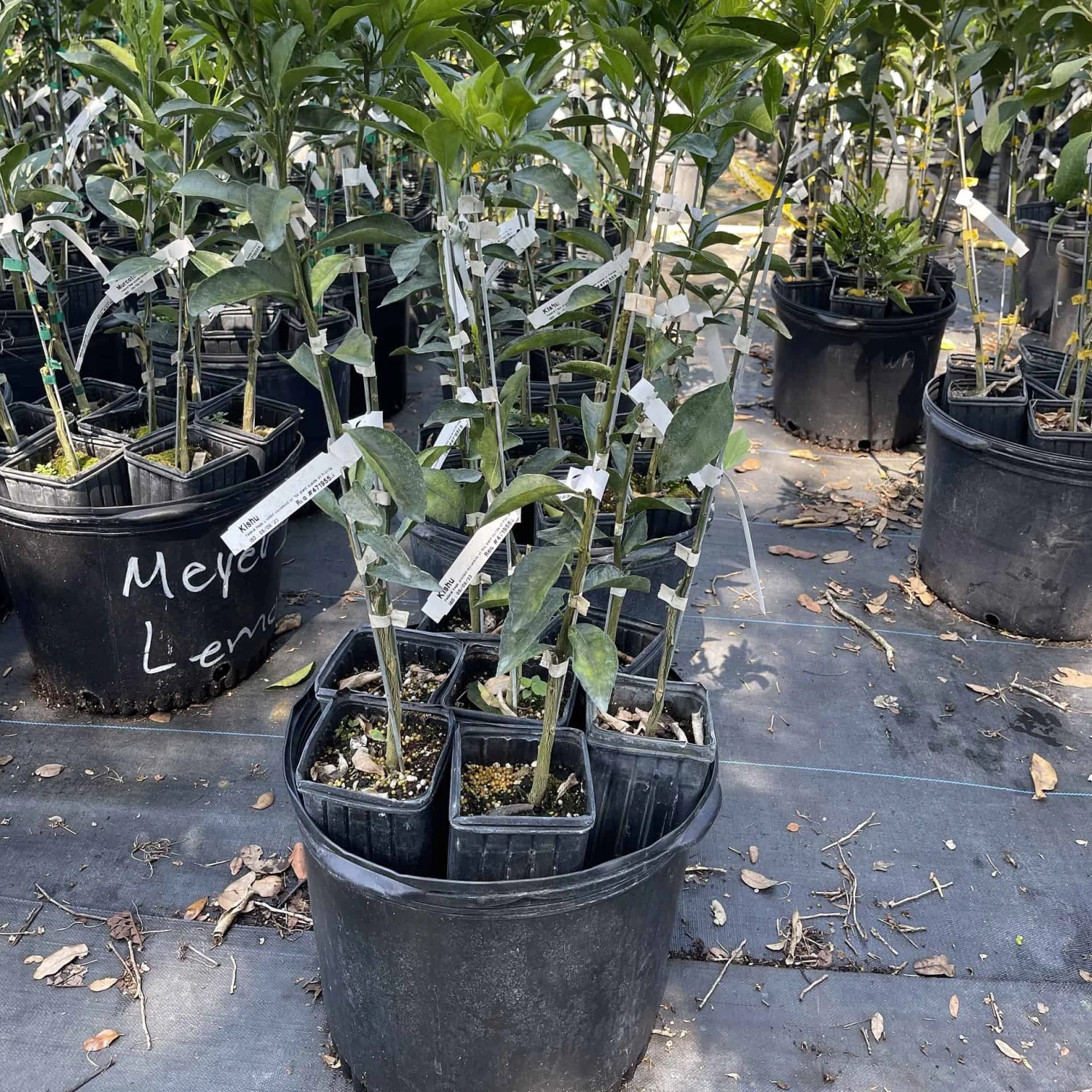 Kishu Mandarin Grafted Tree 3 Feet Tall. Free Shipping 4 Kishu Mandarin Grafted Tree 3 Feet Tall. Free Shipping - Image 2