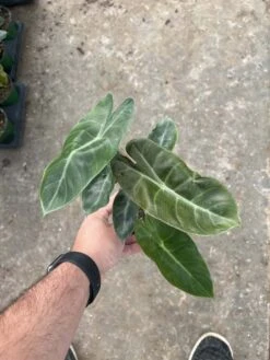 4” Alocasia Pink Dragon 7 4” Alocasia Pink Dragon -Cheap Plantly Store 27FFEA22 23A9 4F0E 8552 BE3A004207FE rotated 1