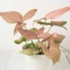 Vibrant Syngonium 'Pink Splash' - Stunning Variegated Arrowhead Plant For Indoor Decor | 4-inch Pot -Cheap Plantly Store 28