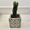 Haworthia Reinwardtii (in Portuguese Tile Vase)