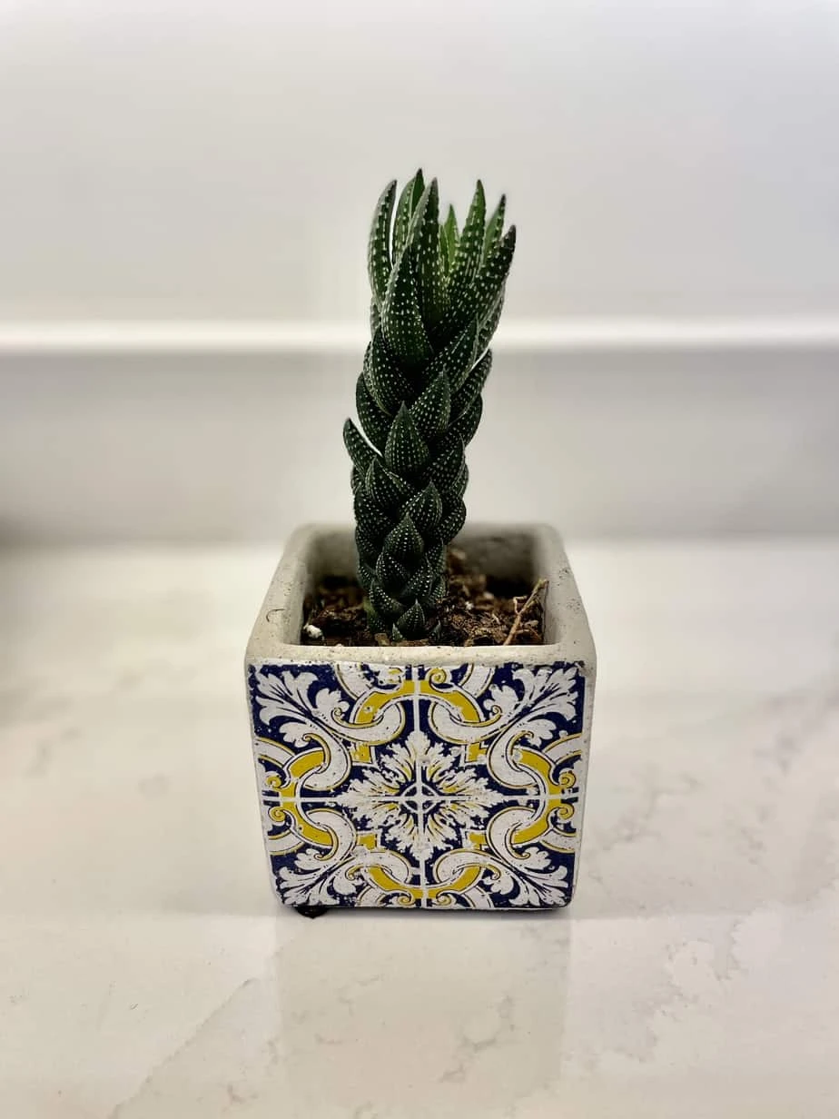 Haworthia Reinwardtii (in Portuguese Tile Vase) 3 Haworthia Reinwardtii (in Portuguese Tile Vase)