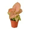 Syngonium Strawberry | Easy Care Pink Arrowhead Plant | 4-inch Pot -Cheap Plantly Store 28d8a835 332a 53a4 8502 2ff03f929757 c1a57237 a12c 40be afb0 bced74ce7205 700x700 2