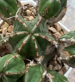 EUPHORBIA HANDIENSIS -Cheap Plantly Store 2A90FAAF 9235 483F A1DC 66864357D441