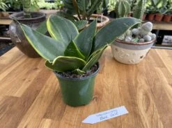 Snake Plant Or Sansevieria Black Gold 4" Pot Live Plant -Cheap Plantly Store 2AA04429 033F 442C BF9D 0DB141AA86A5 1 105 c