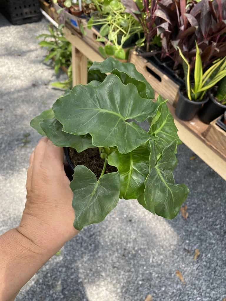 Philodendron Atom Or Thaumatophyllum Bipinnatifidum 4" Pot Live P 4 Philodendron Atom Or Thaumatophyllum Bipinnatifidum 4" Pot Live P - Image 2