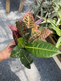 Croton Petra Josephs Coat 4 Inch Pot Live Plant -Cheap Plantly Store 2CC1CC81 5D46 4903 B532 C0D1ED696CE2 1 105 c