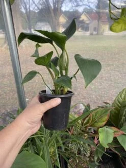 Anthurium Sect Pachyneurium Big Red Bird 3 Inch Pot Live Plant -Cheap Plantly Store 2D3886C1 2BA4 46E9 A5E5 2C5B07F7087D 1 105 c