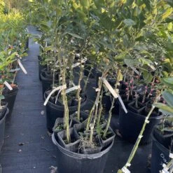 Calamondin Grafted Citrus Tree 3 Feet Tall -Cheap Plantly Store 2D53F53D A4FD 4E6B B94C 5EC8421CD371 rotated 1