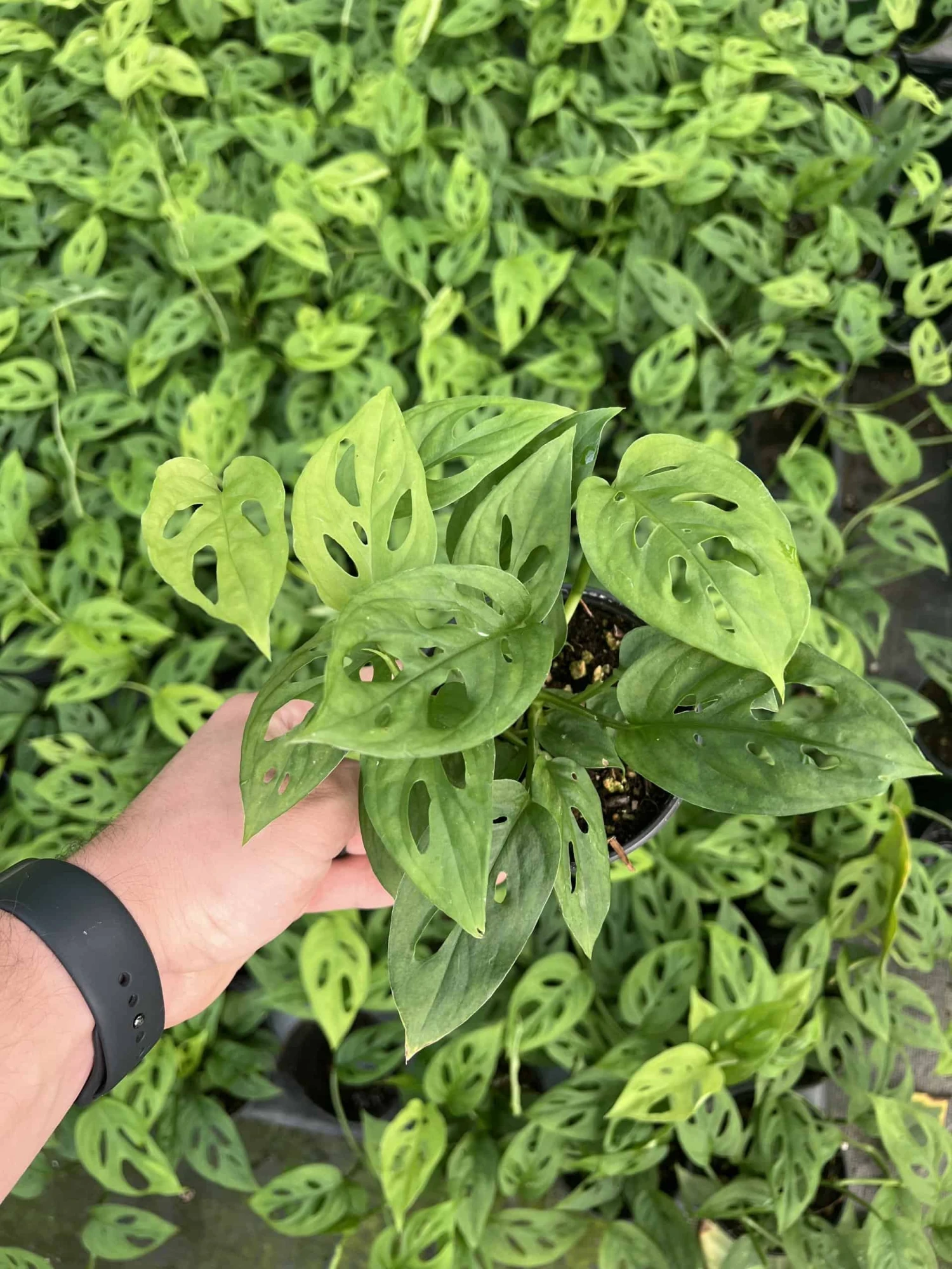 Monstera Adansonii 3 Monstera Adansonii