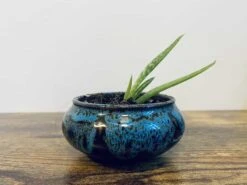 Aloe Vera | Tina -Cheap Plantly Store 2E464978 A782 4060 86B7 B7E0FF32EB03