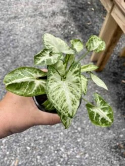 Syngonium Or Arrowhead Plant White Butterfly Variegated 4 Inch Pot Large 21 Syngonium Or Arrowhead Plant White Butterfly Variegated 4 Inch Pot Large -Cheap Plantly Store 2E8B307E 3160 40DE 8B01 7D292970B170 1 105 c