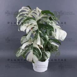 Monstera Albo Borsigiana "White Tiger" Lineage Double Node Cutting -Cheap Plantly Store 2M5A4032 4
