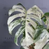Monstera Albo Borsigiana "White Tiger" Lineage Double Node Cutting 2 Monstera Albo Borsigiana "White Tiger" Lineage Double Node Cutting -Cheap Plantly Store 2M5A4034