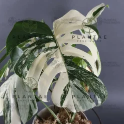 Monstera Albo Borsigiana "White Tiger" Lineage Misfit / Blemish Node Cutting -Cheap Plantly Store 2M5A4035