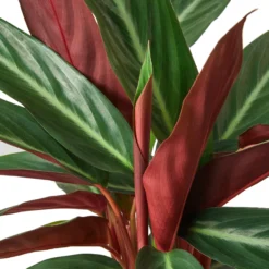 Stromanthe Triostar | Stromanthe Sanguinea | Exotic Houseplant 11 Stromanthe Triostar | Stromanthe Sanguinea | Exotic Houseplant -Cheap Plantly Store 2c3f4545 d0e4 53df 9425 8ad5b5732717 effc8150 8017 4a95 b10e 19fdf395e84b 1800x1800