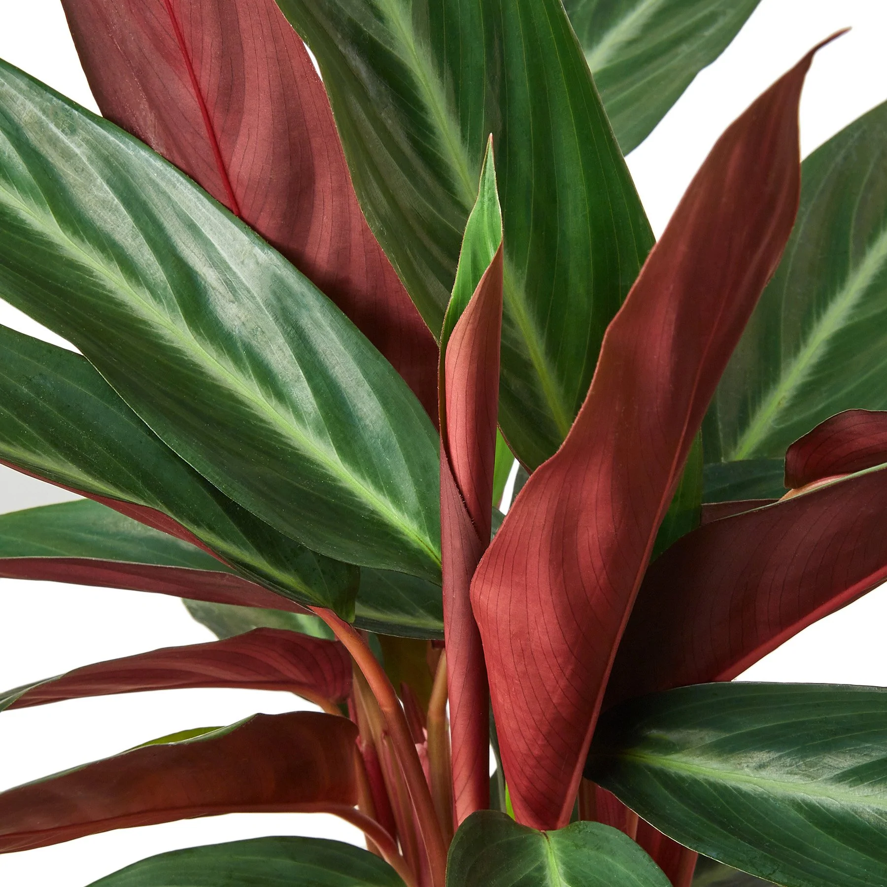 Stromanthe Triostar | Stromanthe Sanguinea | Exotic Houseplant 7 Stromanthe Triostar | Stromanthe Sanguinea | Exotic Houseplant - Image 5